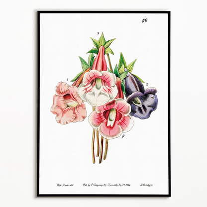 Gloxinia flower varieties - Art Print