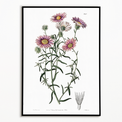 Hoary diplopappus - Art Print