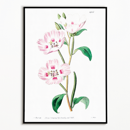 The spotted blush - Art Print