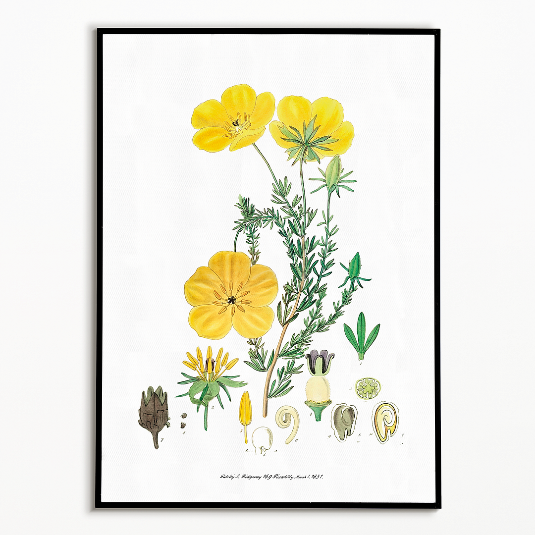 Long-stalked ledocarpum - Art Print