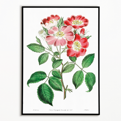 Rose clare - Art Print