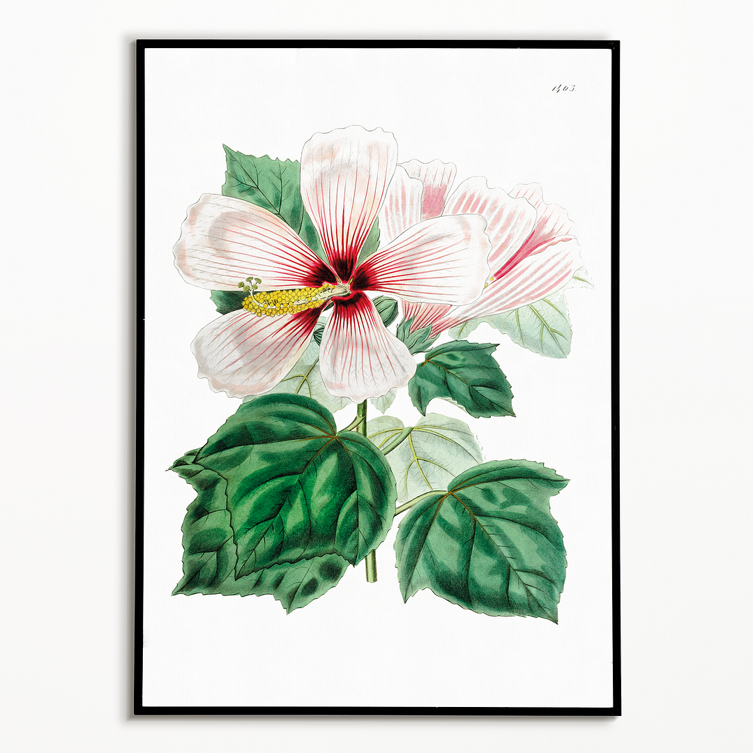 Marsh hibiscus - Art Print