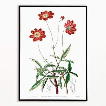 Scabious-like cosmos - Art Print