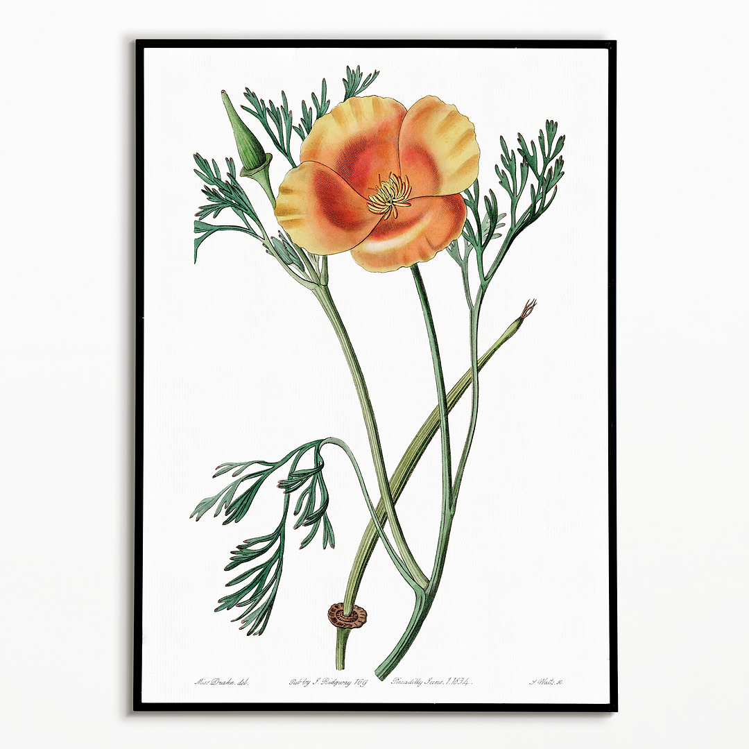 Saffron colored eschscholzia - Art Print