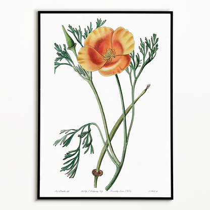 Saffron colored eschscholzia - Art Print