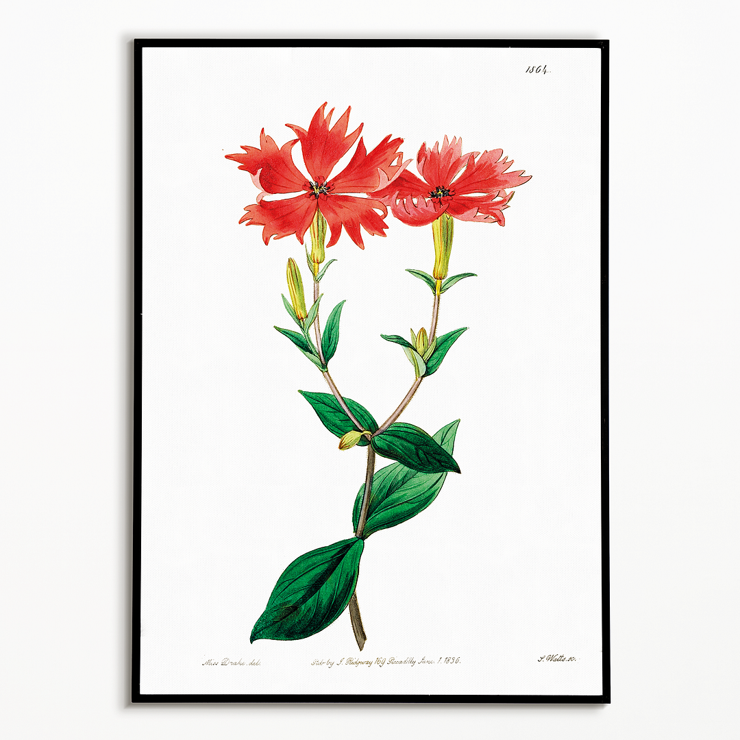 Bunge's lychnis flowers - Art Print