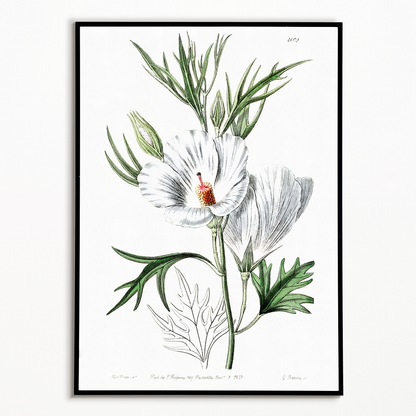 Lilac hibiscus - Art Print