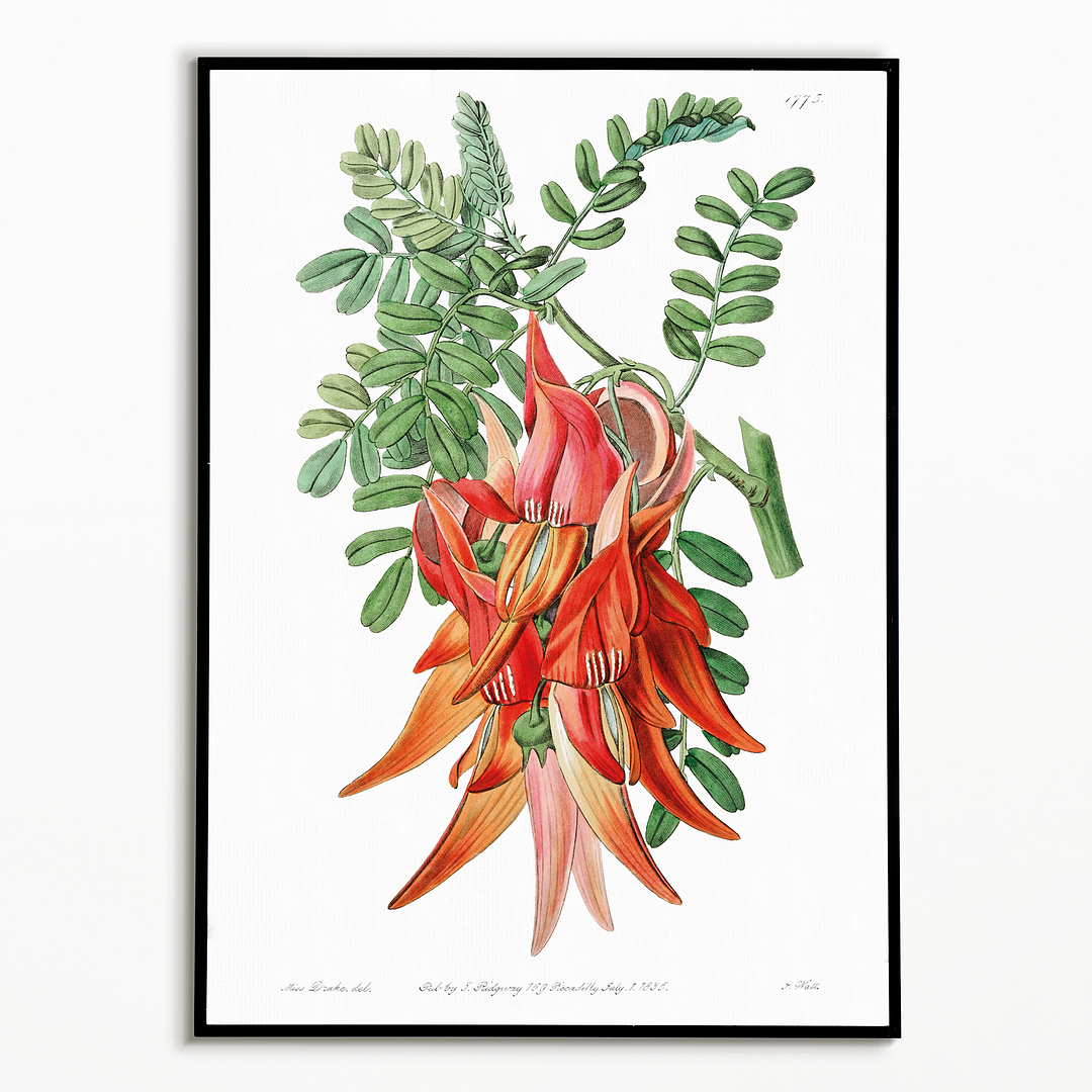 Crimson glory pea - Art Print