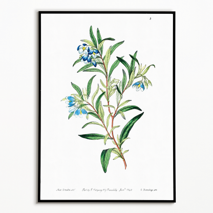 Narrow leaved sollya - Art Print