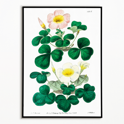 Variable oxalis  - Art Print