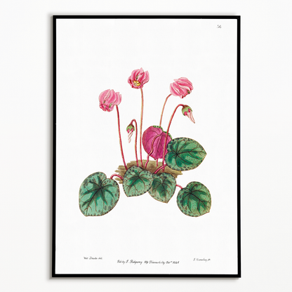 Shore cyclamen - Art Print