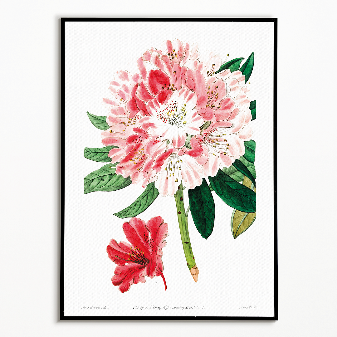 The lovely rhododendron - Art Print