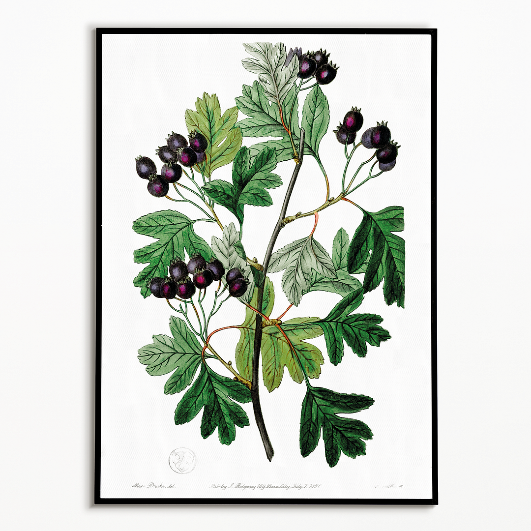 Broad-leaved thorn - Art Print