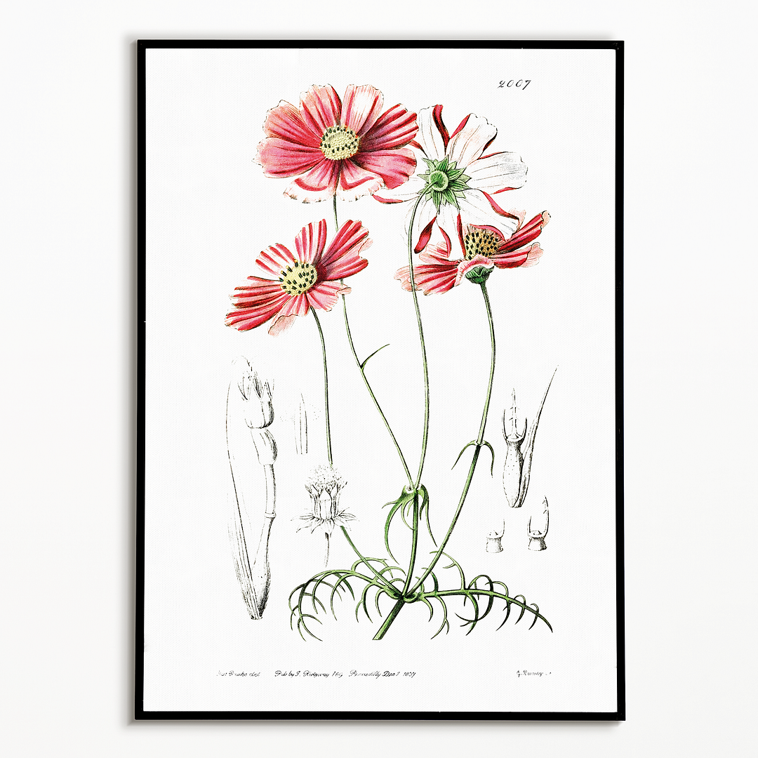 Fine-leaved cosmus - Art Print