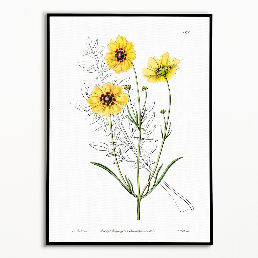 Perennial dyer's coreopsis - Art Print