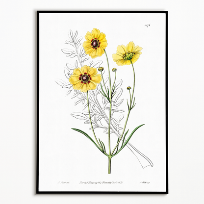 Perennial dyer's coreopsis - Art Print