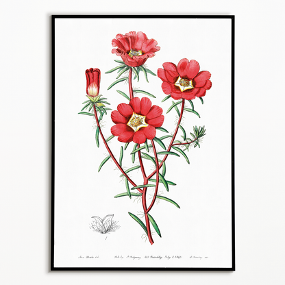 Portulaca splendens - Art Print