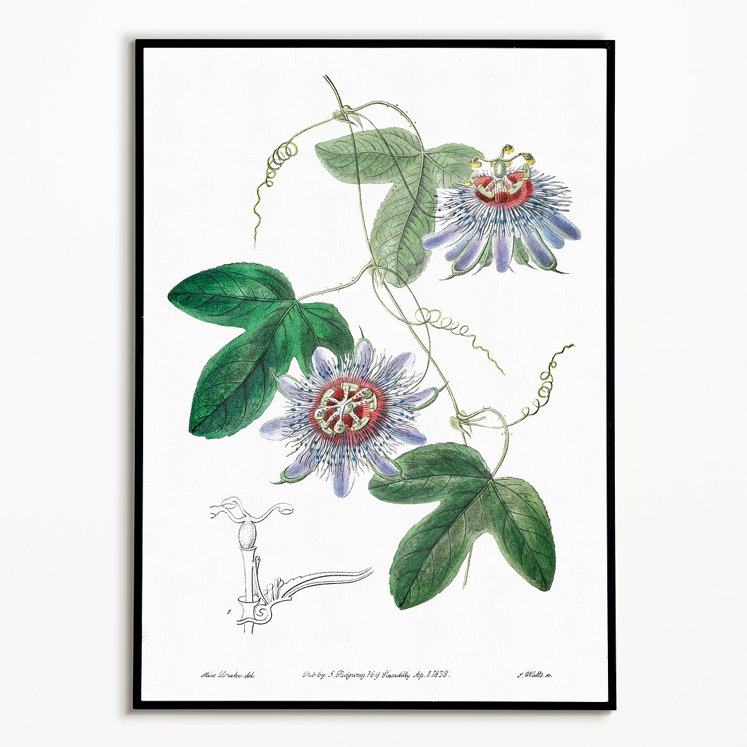 Lieut. sullivan's passion-flower - Art Print