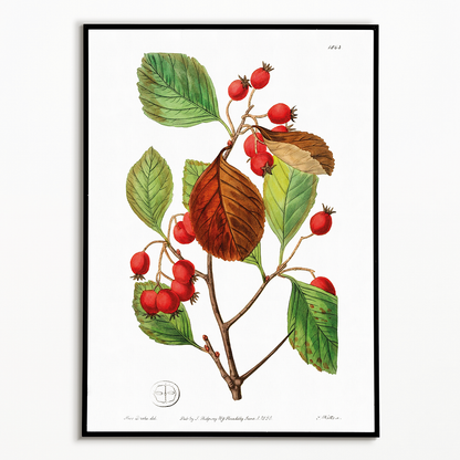 Plum leaved thorn - Art Print