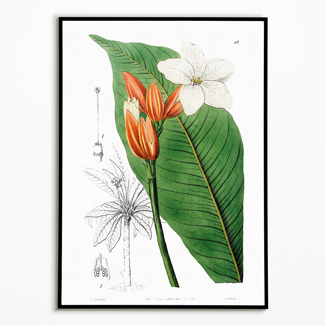 Brasilian red-coat - Art Print