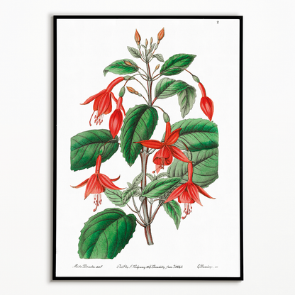 Standish's fuchsia - Art Print