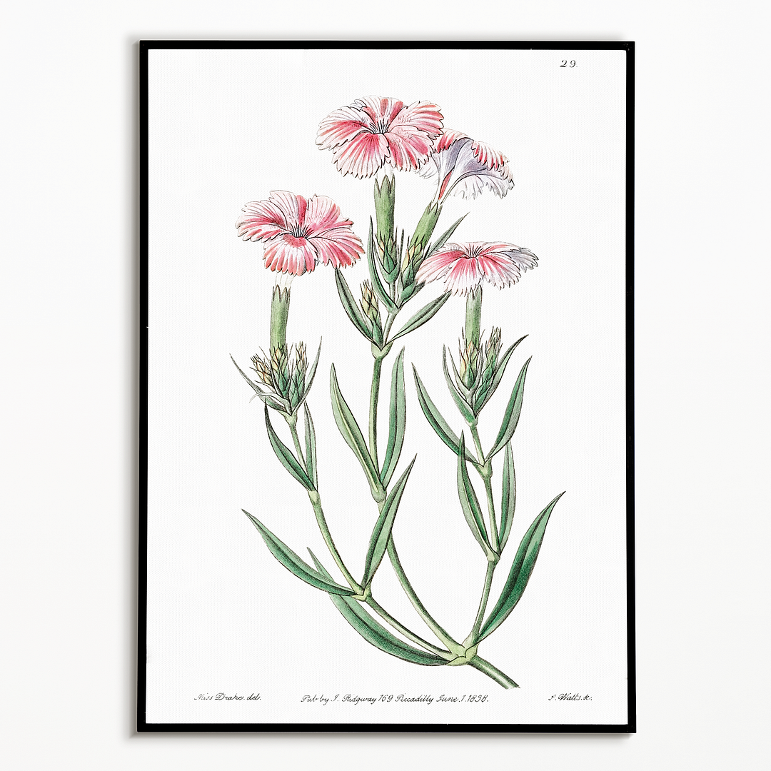 Prince Bisignano's tree pink - Art Print