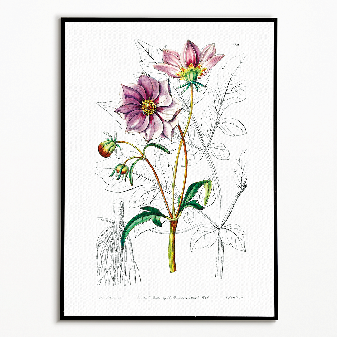 Smooth dwarf dahlia - Art Print