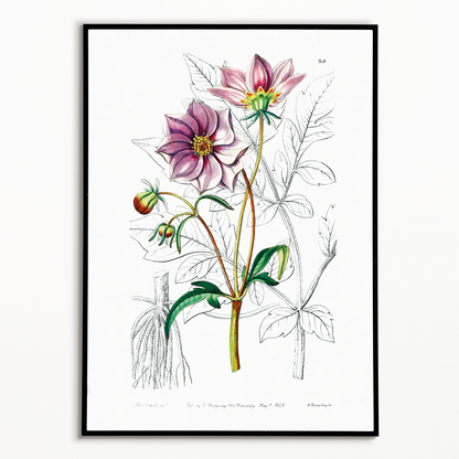 Smooth dwarf dahlia - Art Print