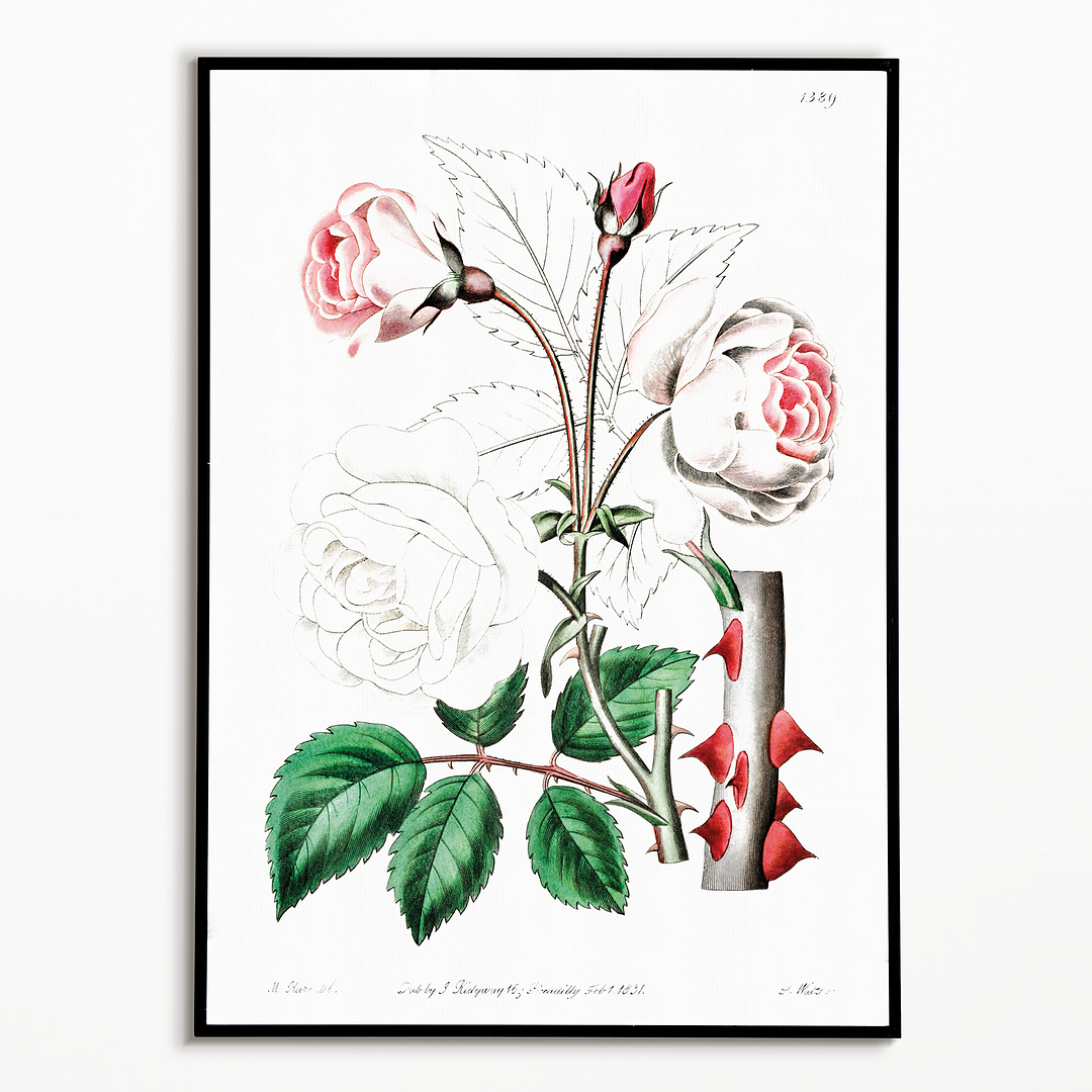 The ruga rose - Art Print