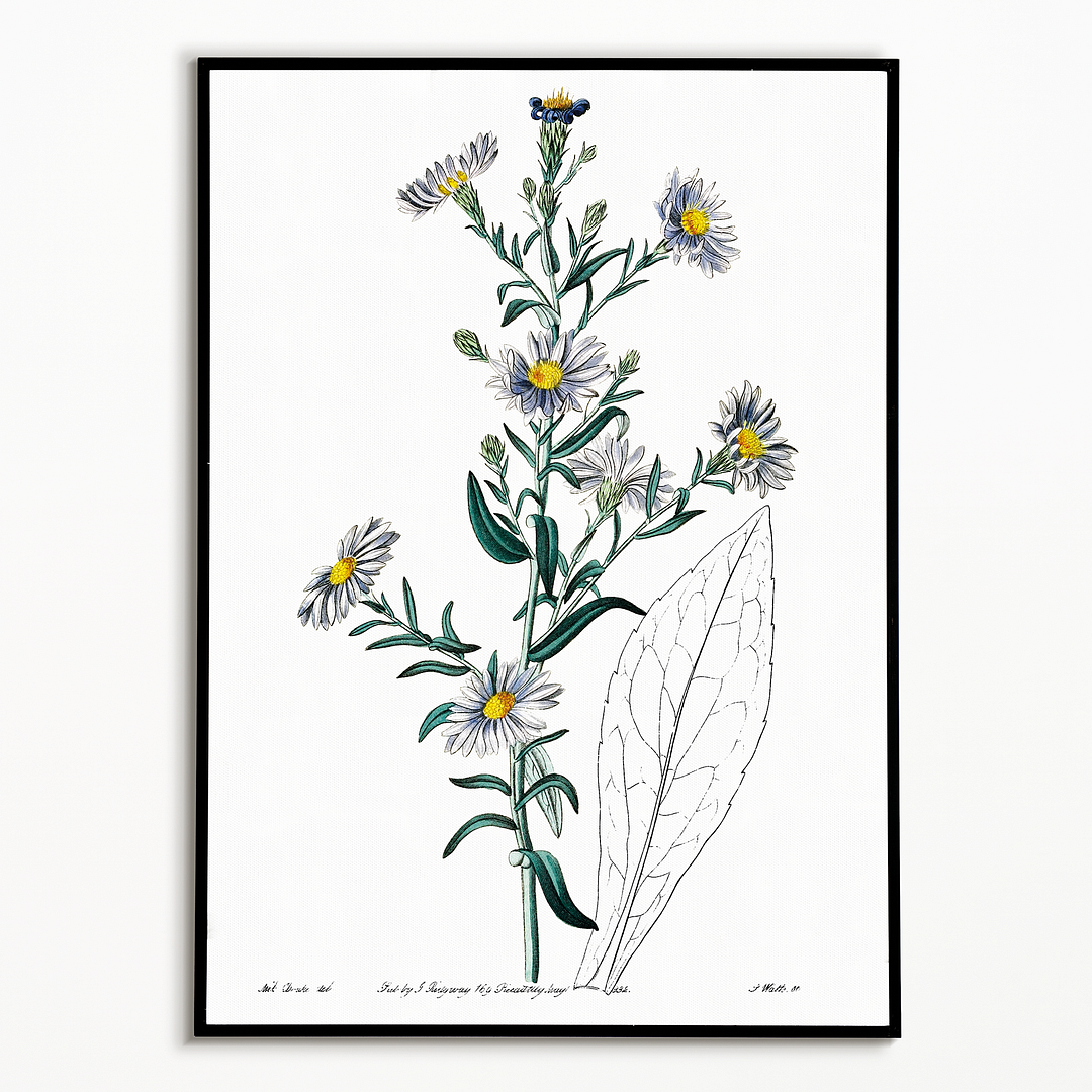 Glaucous aster - Art Print