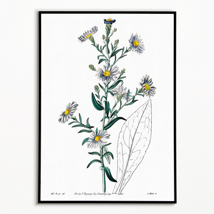 Glaucous aster - Art Print