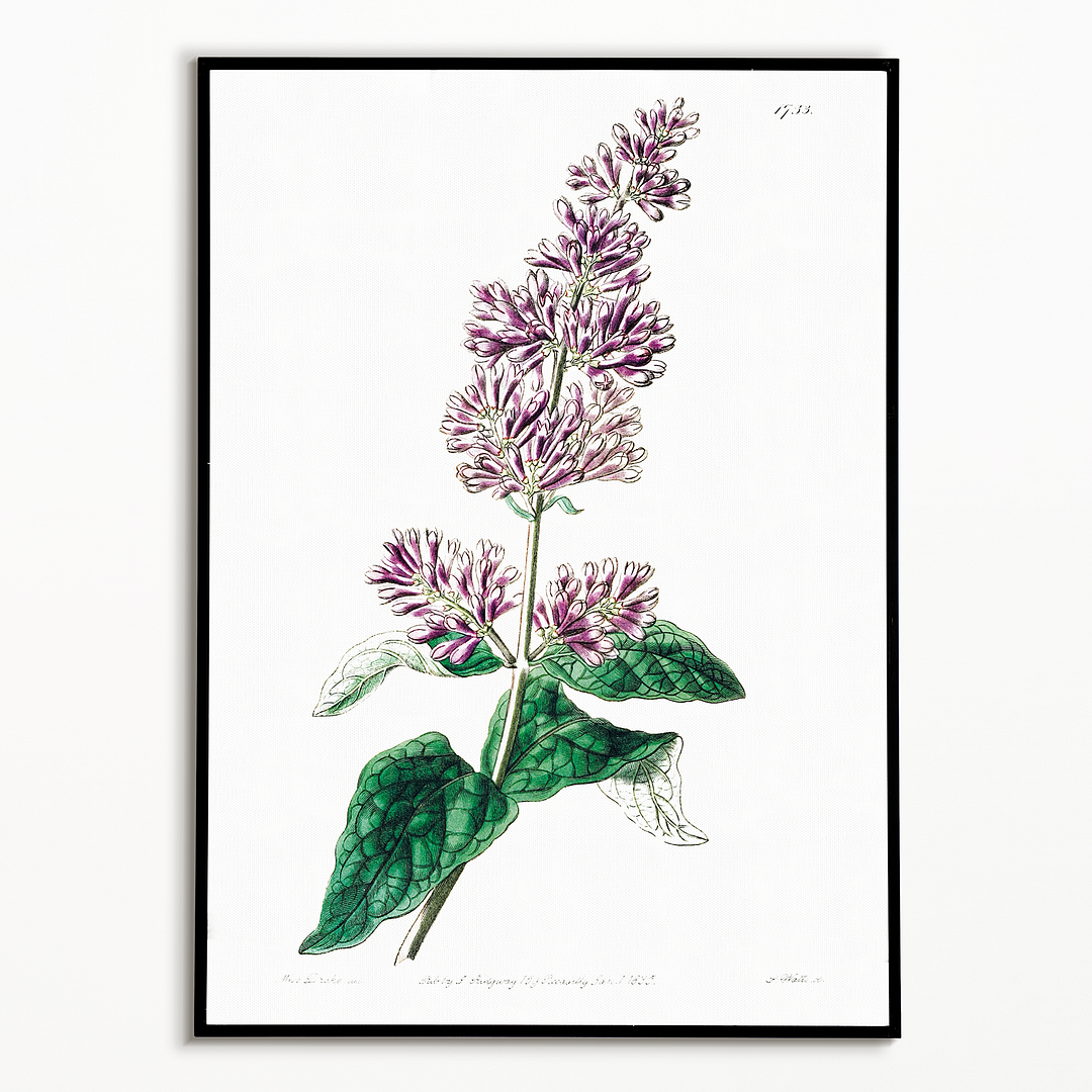 Lady Josika's lilac - Art Print