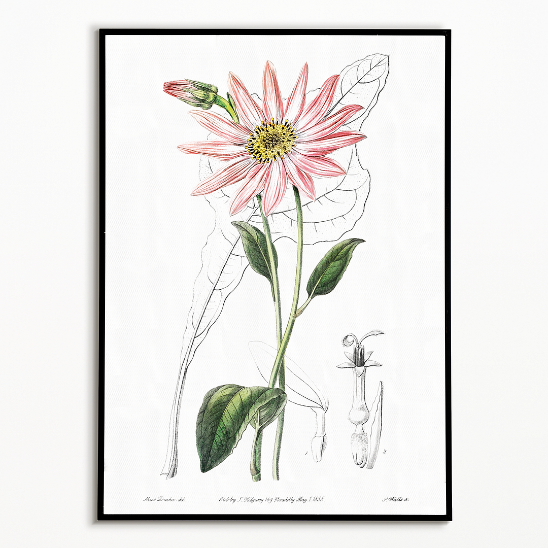 Mr. Dickson's echinacea - Art Print