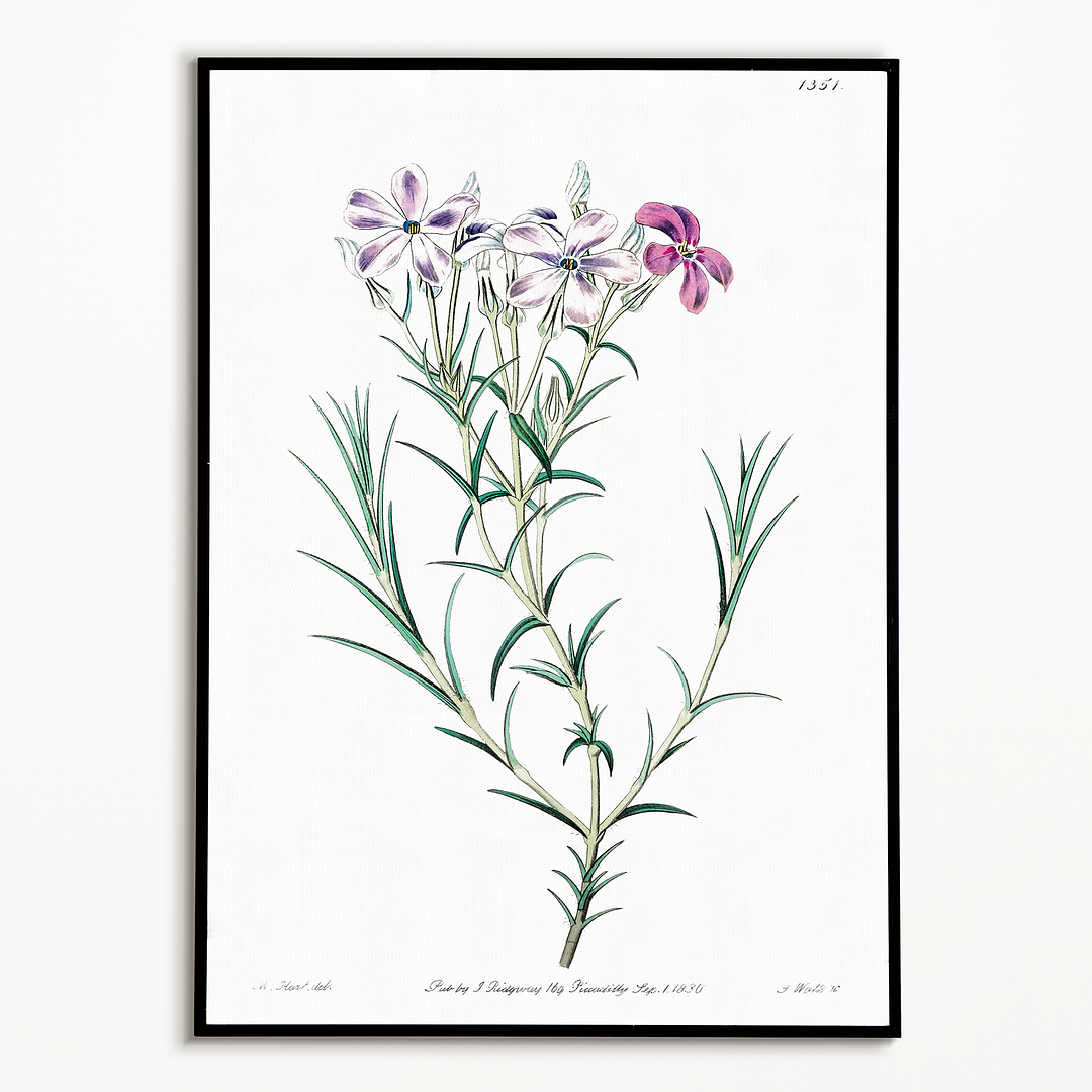 Shewy phlox - Art Print