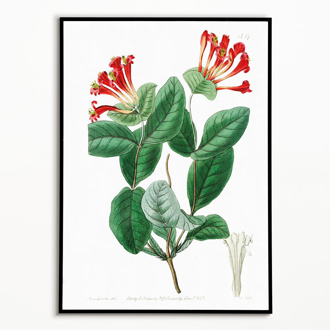 The north-west honeysuckle - Art Print