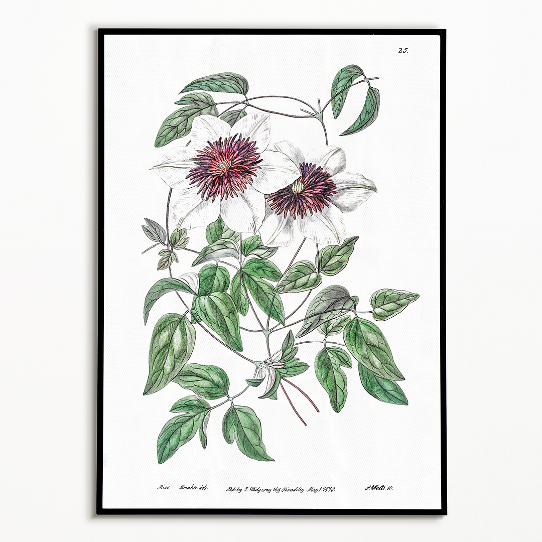 Siebald's clematis - Art Print