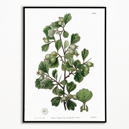 Spathula-leaved thorn - Art Print