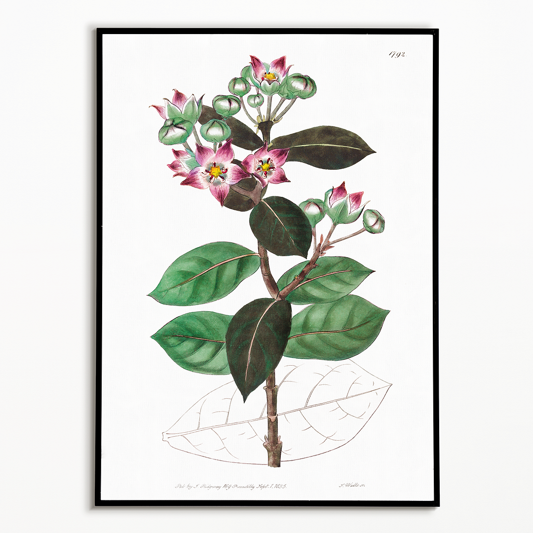 Tall calotropis - Art Print