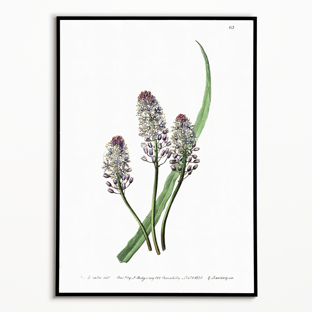 Meadow squill - Art Print