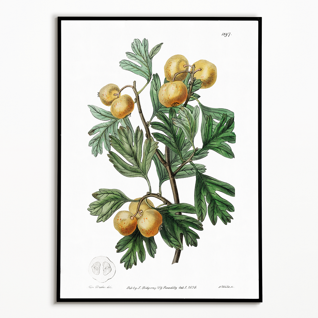 The aronia thorn - Art Print