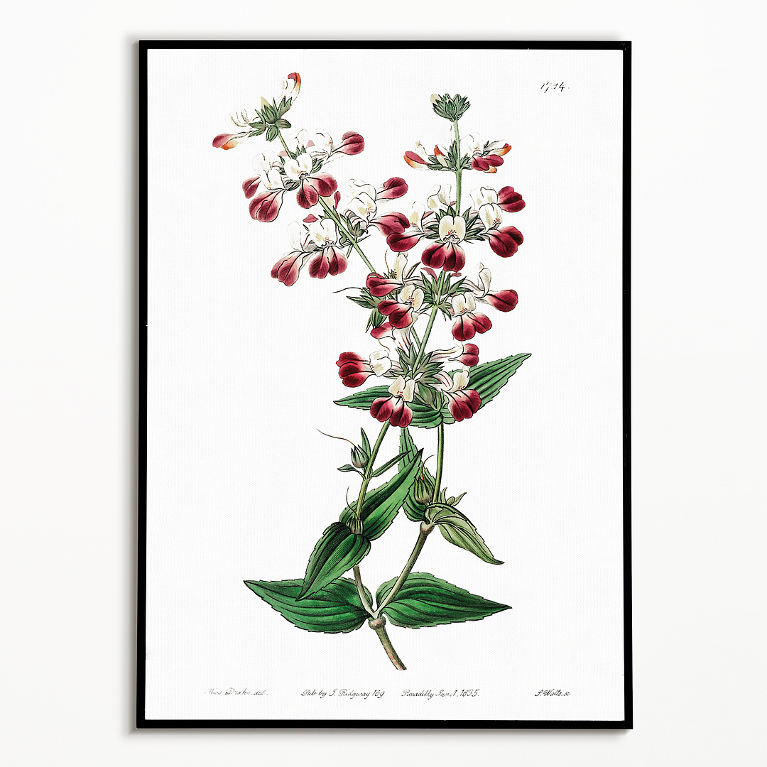 Two-colored collinsia - Art Print