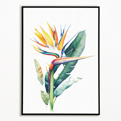 Strelitzia I - Art Print