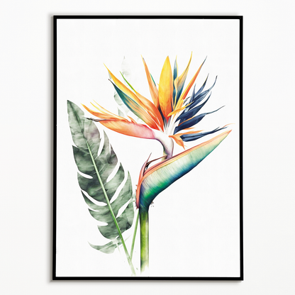 Strelitzia II - Art Print