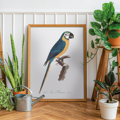 Blue-and-Yellow Macaw, Ara ararauna - Art Print