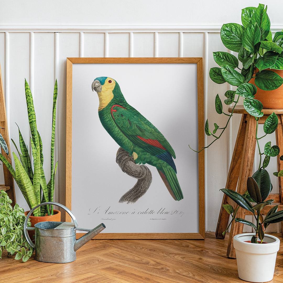 Blue-Fronted Amazon Parrot - Art Print