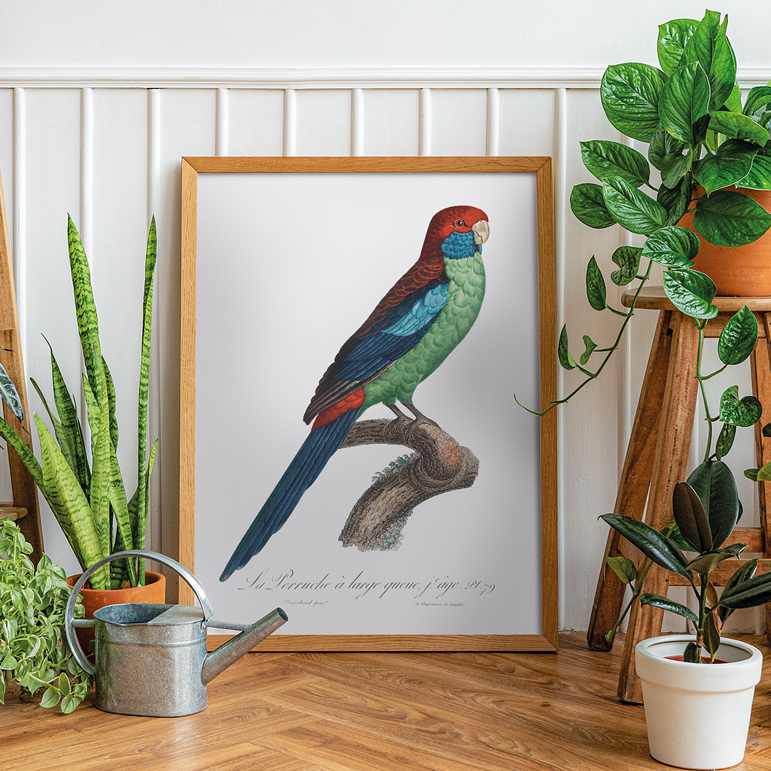 Broad-Tailed Parrot - Art Print