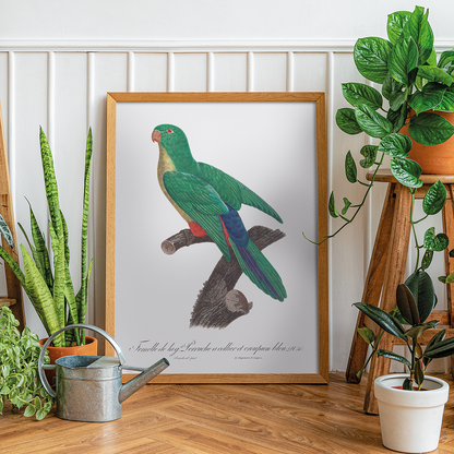 Crossbreed between rose-ringed parakeet and blue-rumped parrot, female - Art Print