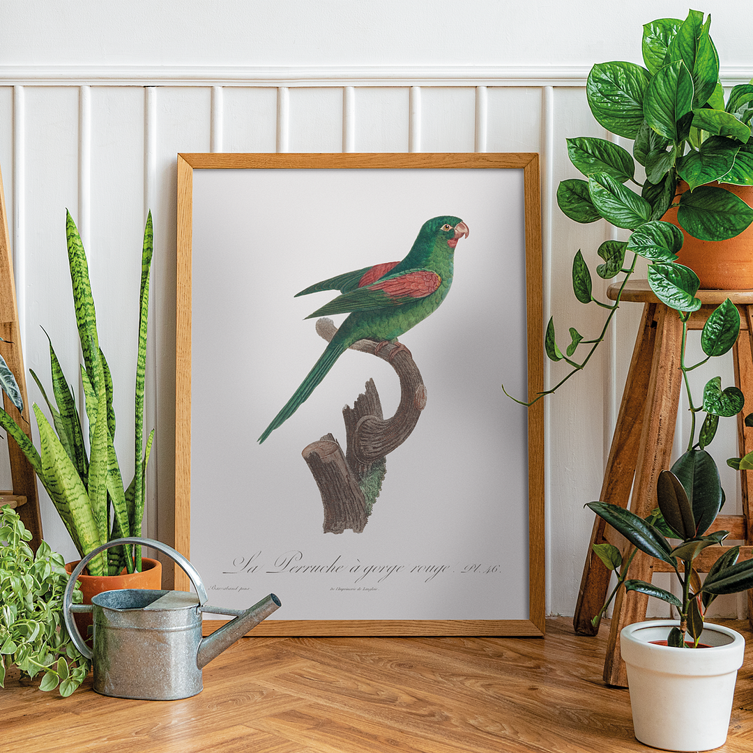 he Red-Throated Parakeet, Psittacara rubritorquis - Art Print