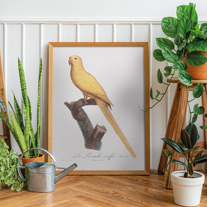 Lutino Parakeet - Art Print