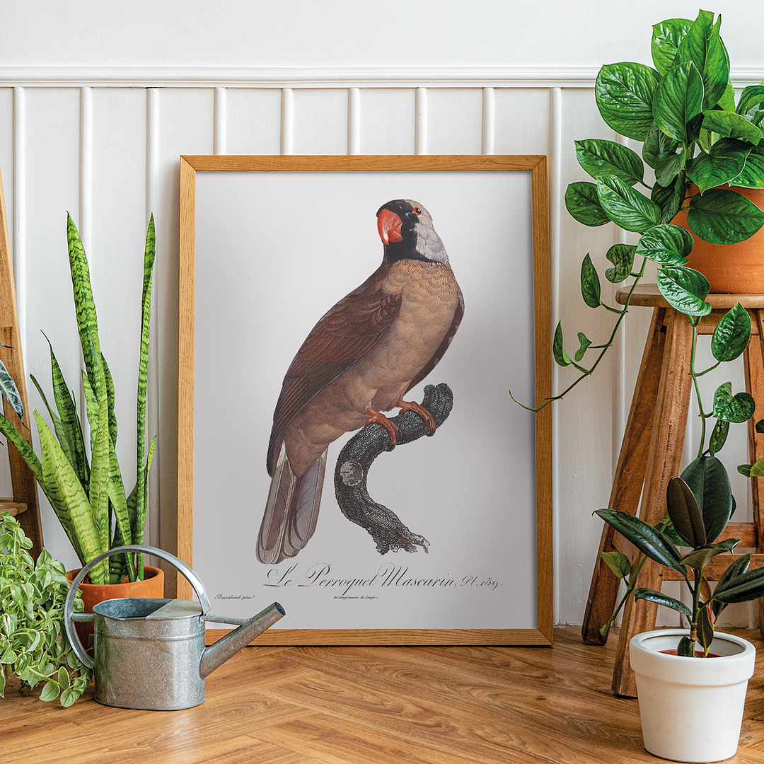 Mascarine Parrot   - Art Print